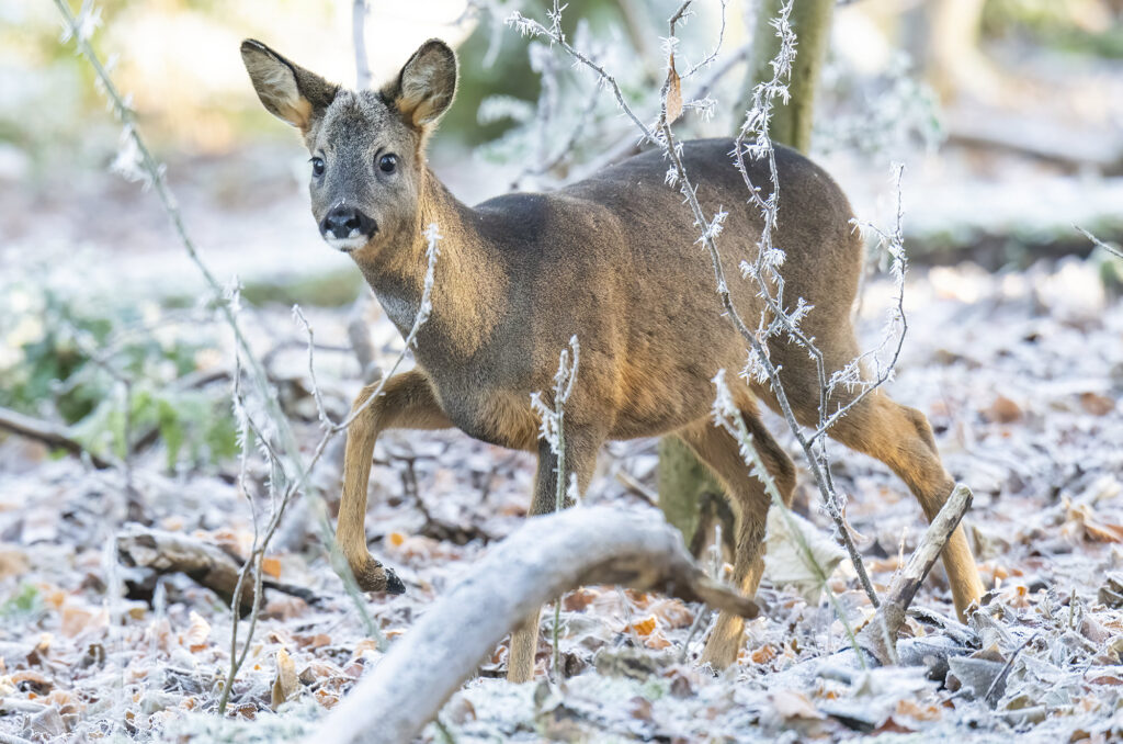 Photo of a young roe deer buck walking through frost-covered woodland
