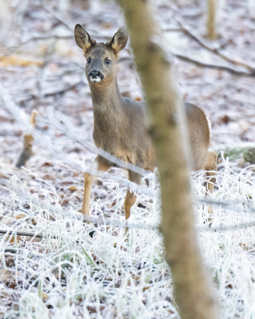 Photo of a young roe deer standing in frost-covered woodland