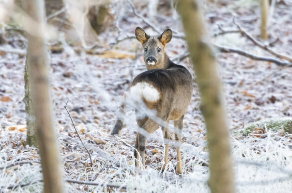 Photo of a young roe deer buck standing in frost-covered woodland