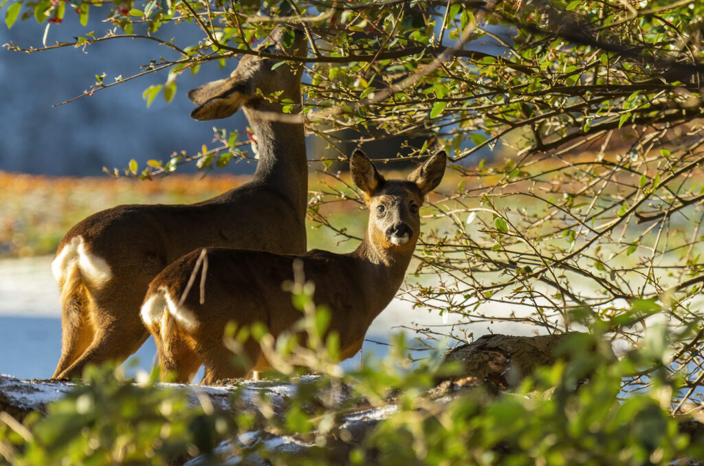Photo of a roe doe and her youngster browsing on a tree