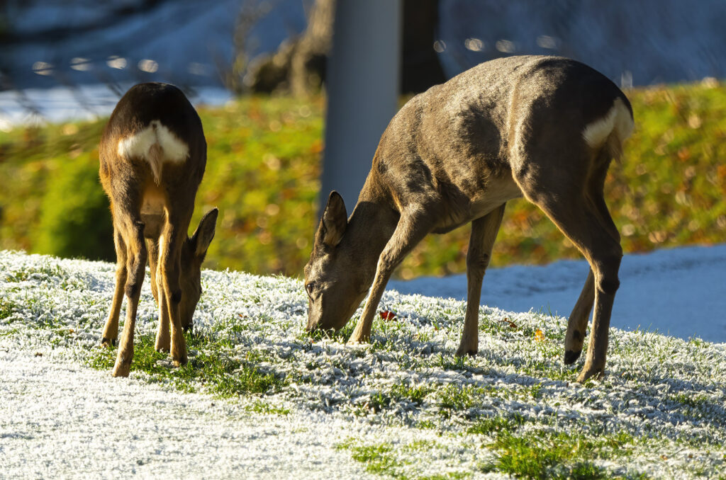 Photo of a roe doe and her kid grazing on frosty grass