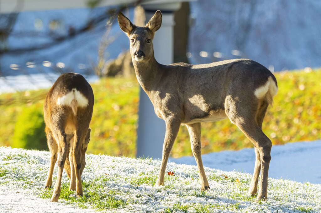 Photo of a roe doe and her kid grazing on frosty grass
