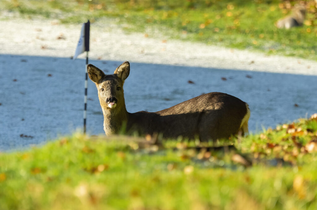 Photo of a roe deer kid standing on a frost-covered putting green