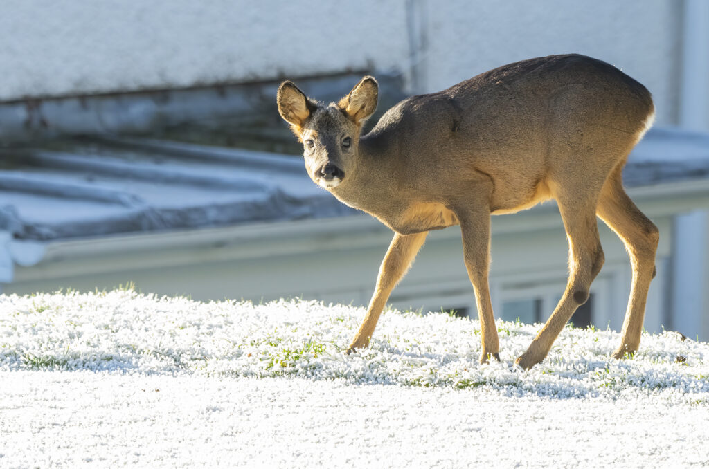 Photo of a young roe deer buck walking on frost-covered grass