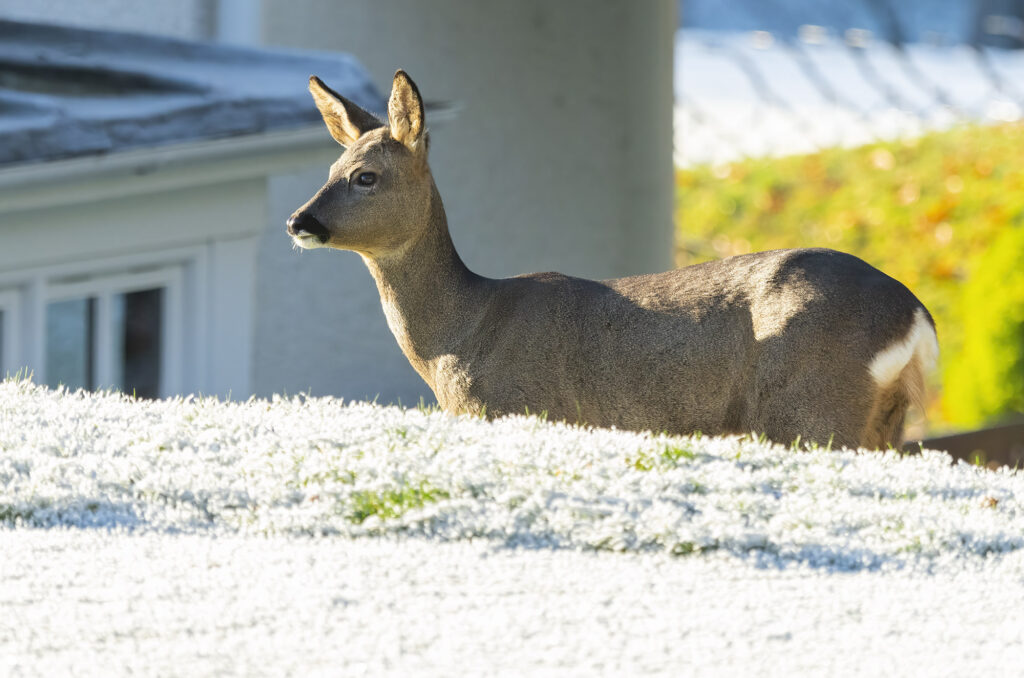 Photo of a roe doe standing on frost-covered grass in front of a building