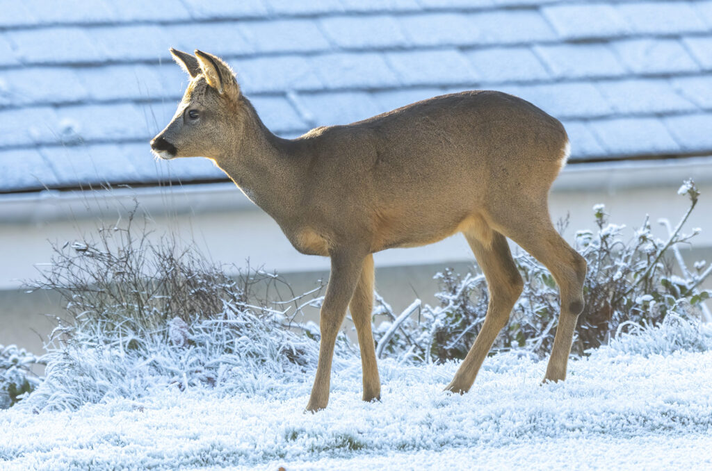 Photo of a young roe deer buck walking on frost-covered grass