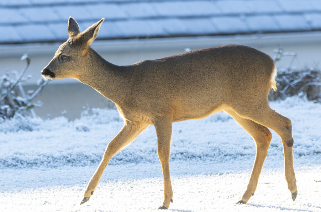 Photo of a young roe deer walking on frost-covered grass