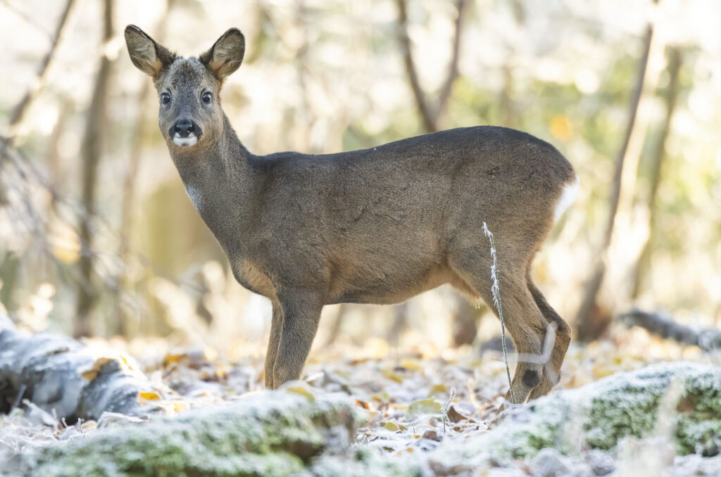 Photo of a young roe deer buck in frost-covered woodland