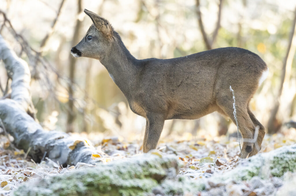 Photo of a young roe deer buck in frost-covered woodland