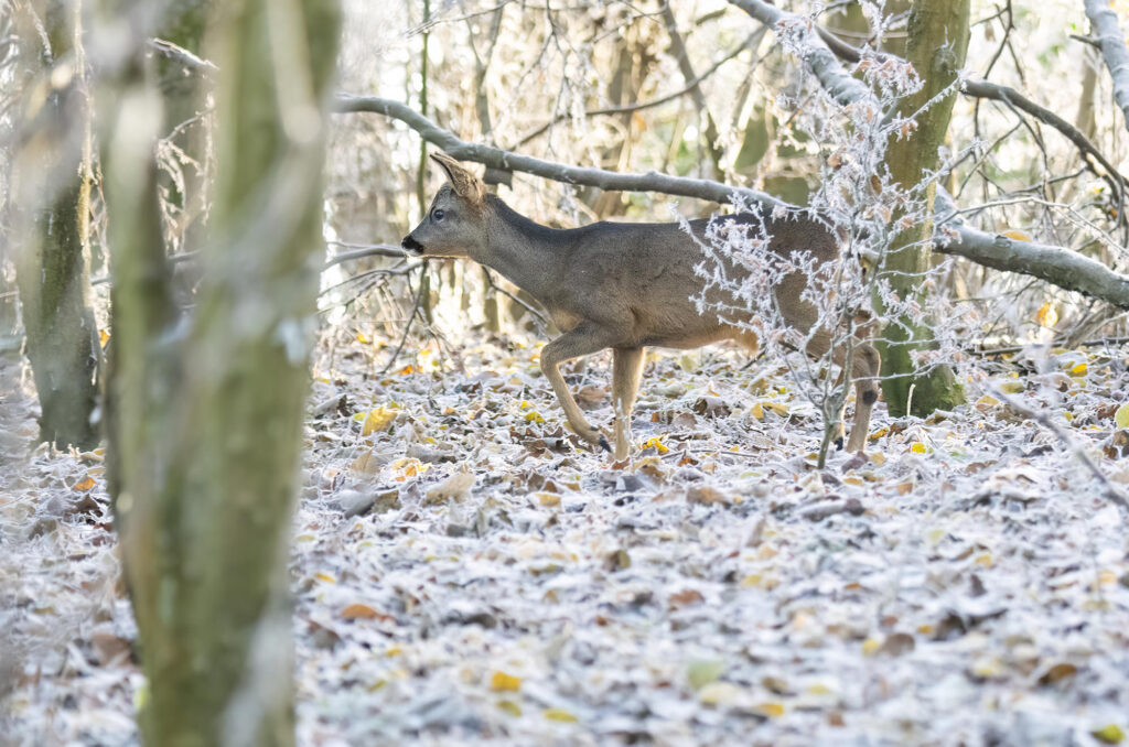 Photo of a young roe deer buck trotting through frost-covered woodland