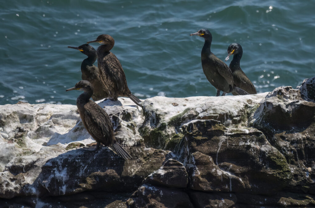 Photo of five shags perched on a rock