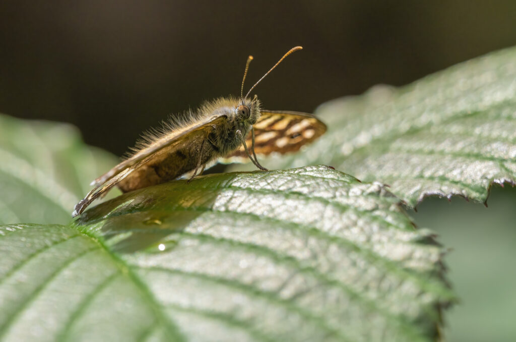 Photo of a speckled wood butterfly on a green leaf