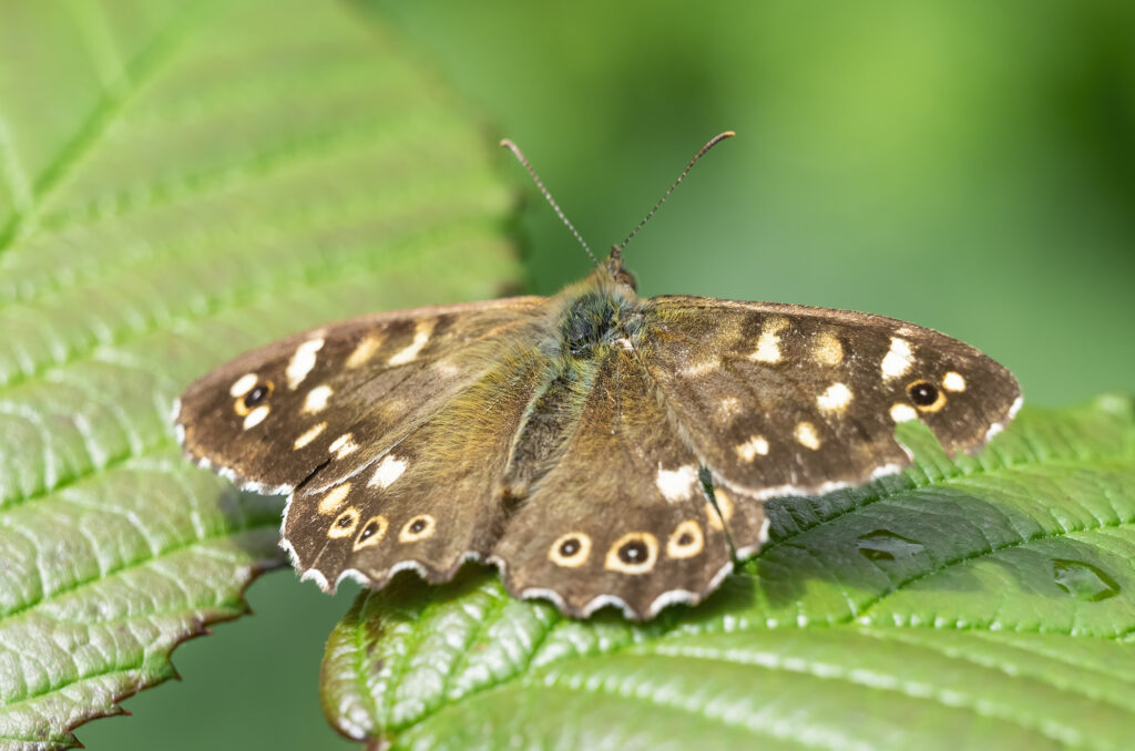 Photo of a speckled wood butterfly on a green leaf