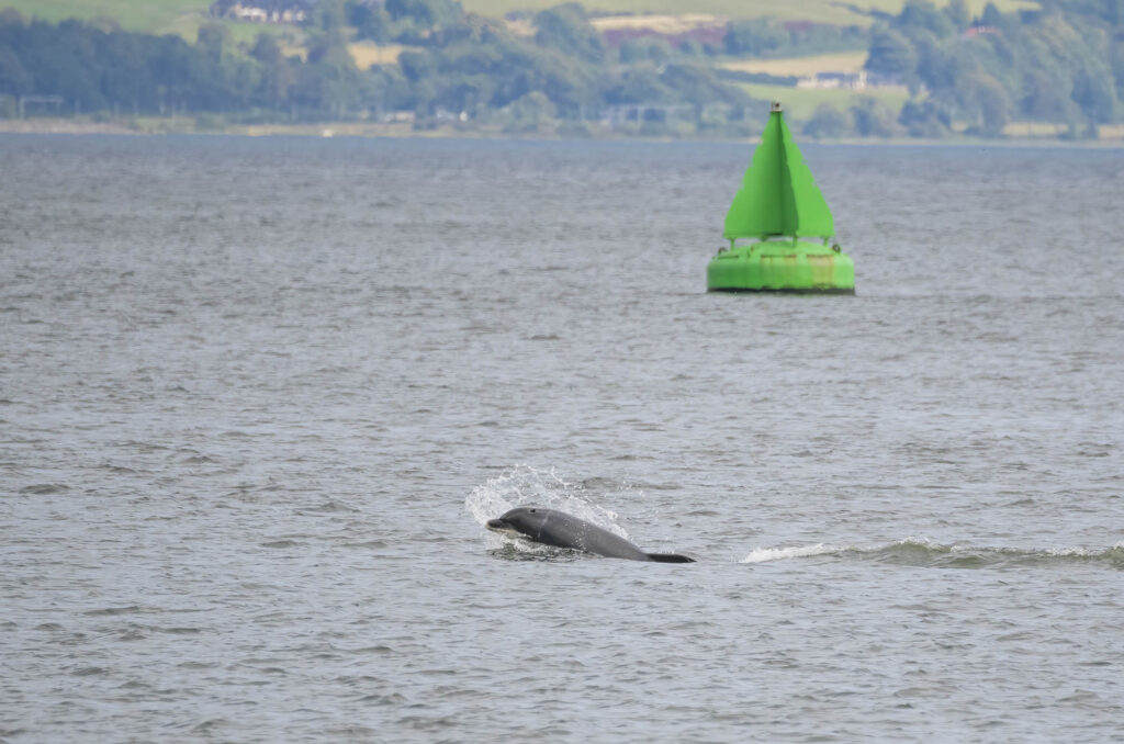 Photo of a bottlenose dolphin's head breaking the surface of the water with a buoy in the background