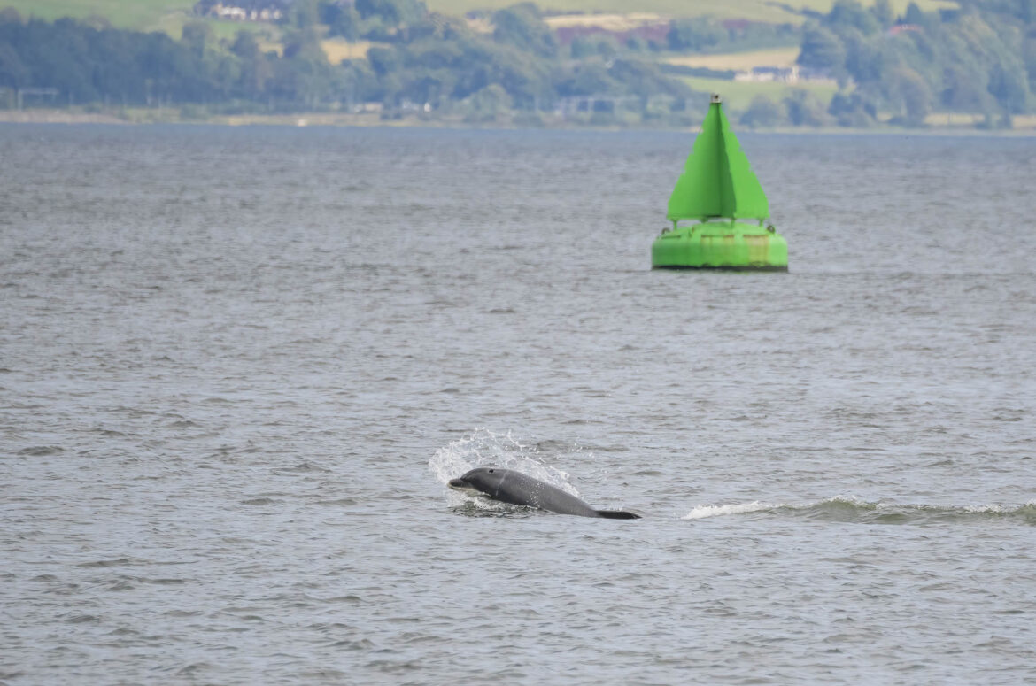 Photo of a bottlenose dolphin's head breaking the surface of the water with a buoy in the background