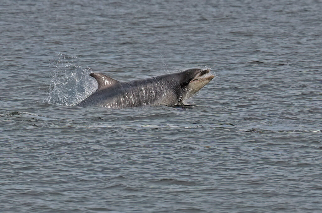 Photo of a bottlenose dolphin leaping out of the water trying to grab a fish