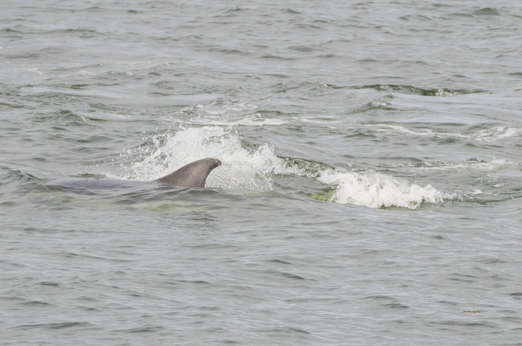 Photo of the fin of a bottlenose dolphin breaking the surface of the water