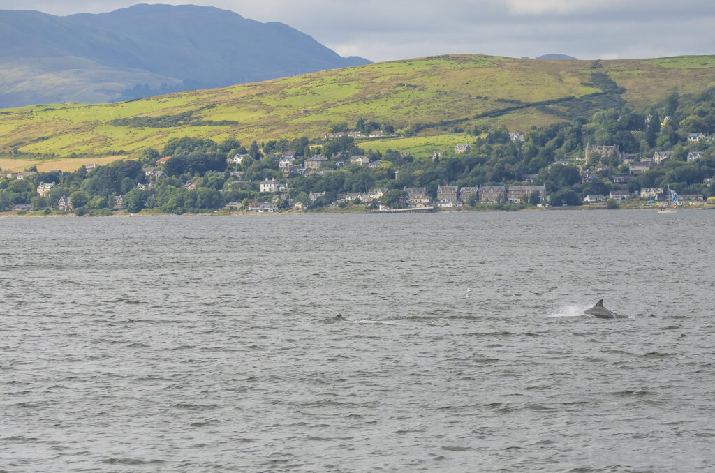 Photo of the fin of a bottlenose dolphin breaking the surface of the water