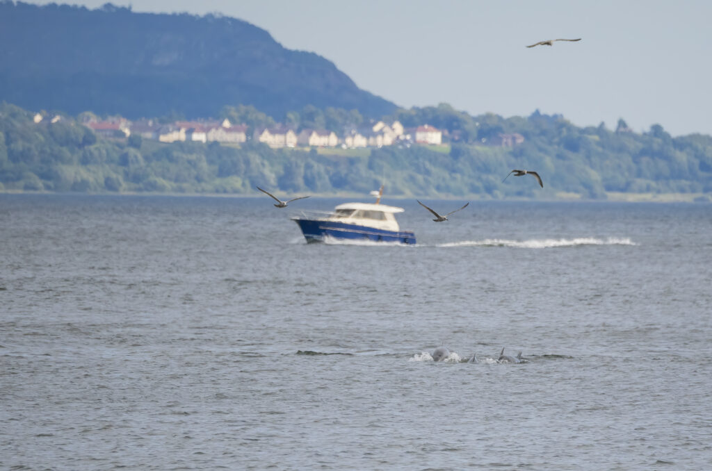 Photo of the fins of bottlenose dolphins breaking the surface of the water with a boat in the background