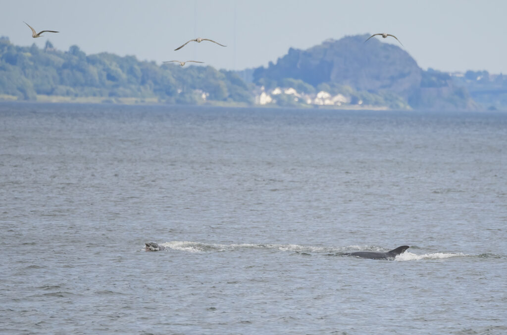 Photo of the fins of bottlenose dolphins breaking the surface of the water