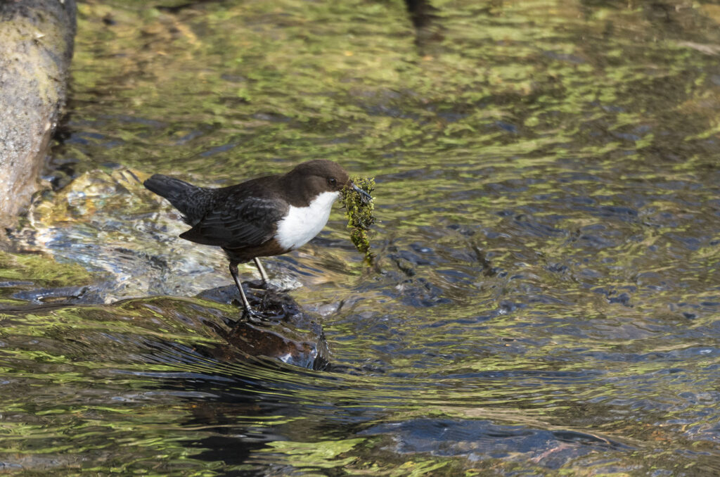 Photo of a dipper with moss in its beak