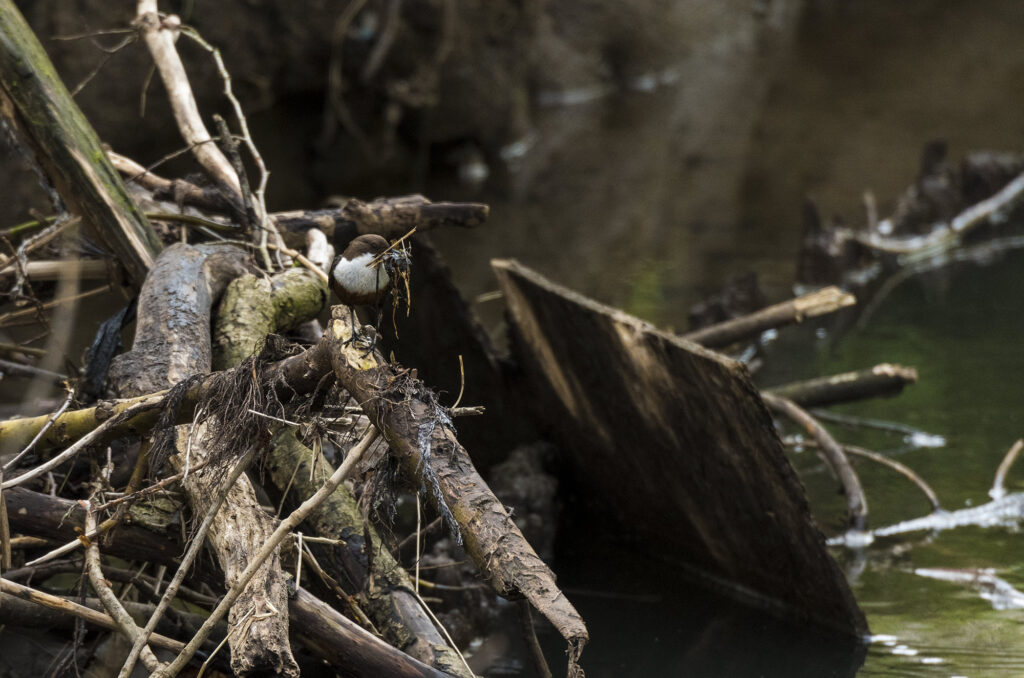 Photo of a dipper with nesting material in its beak