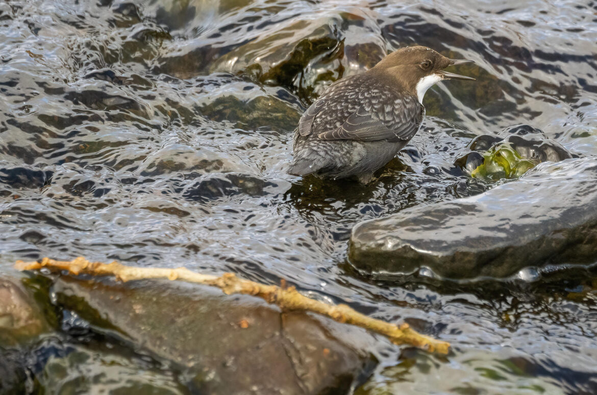 Photo of a dipper on a rock in a river with its beak open