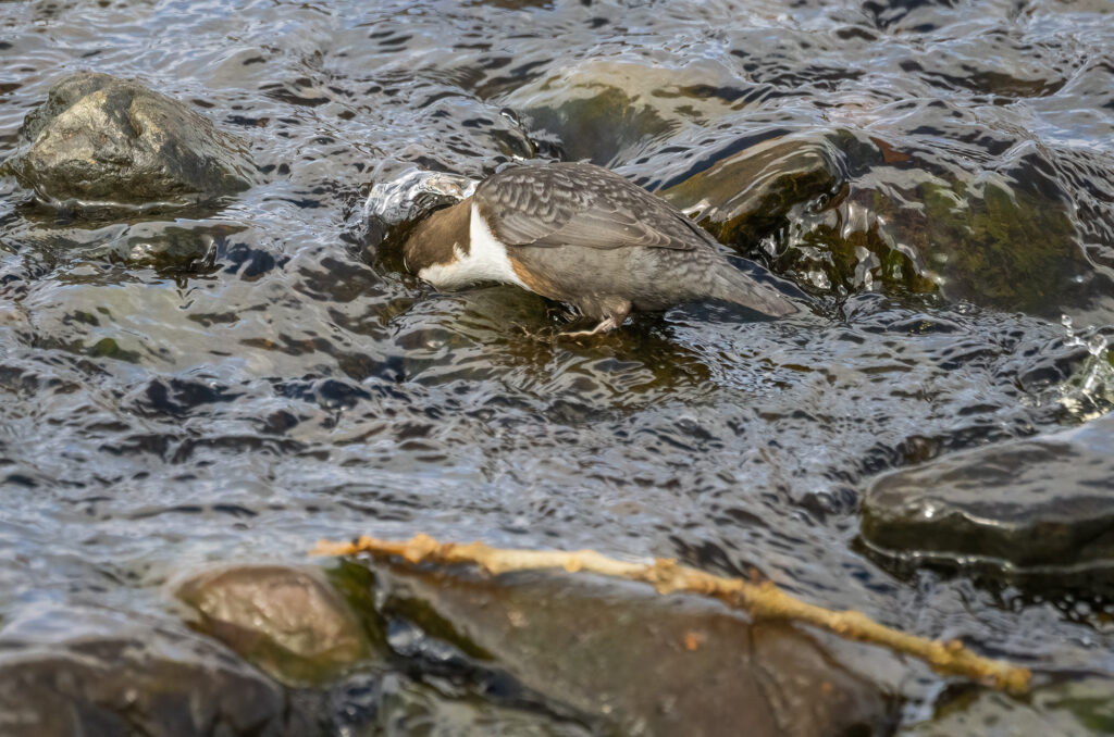 Photo of a dipper with its head under the water