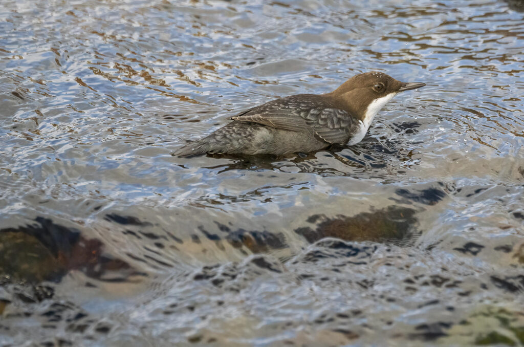 Photo of a dipper partially submerged in a river