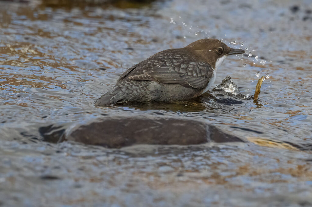 Photo of a dipper with water droplets flying through the air
