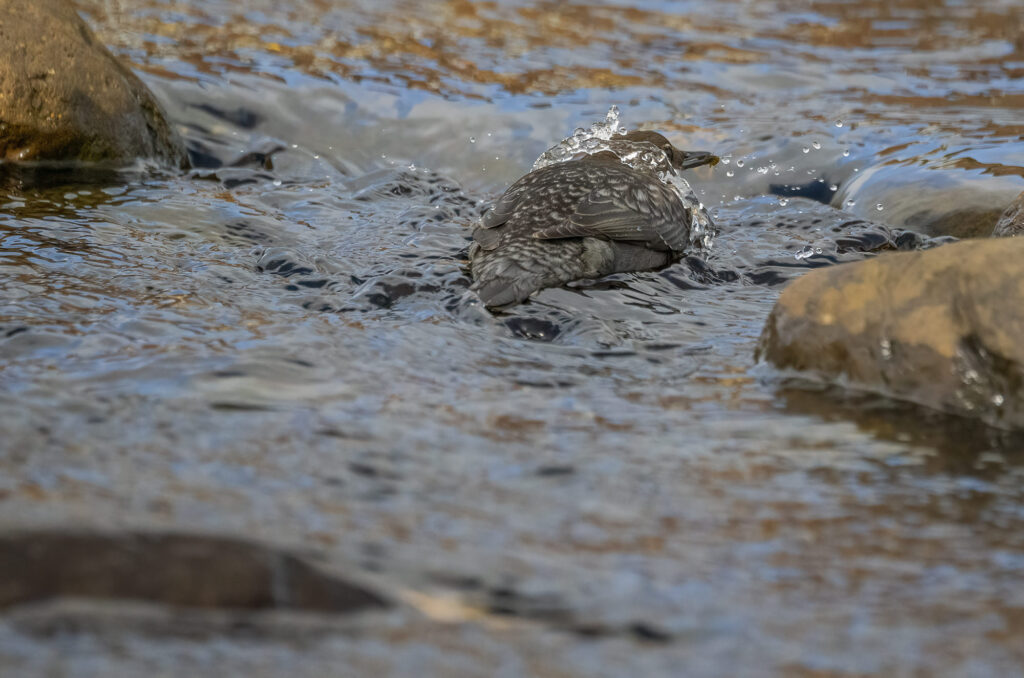 Photo of a dipper breaking the surface of the water with prey in its beak