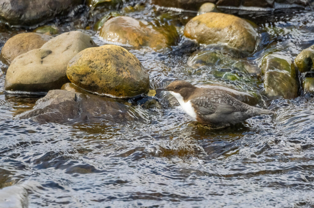 Photo of a dipper on a rock in a river