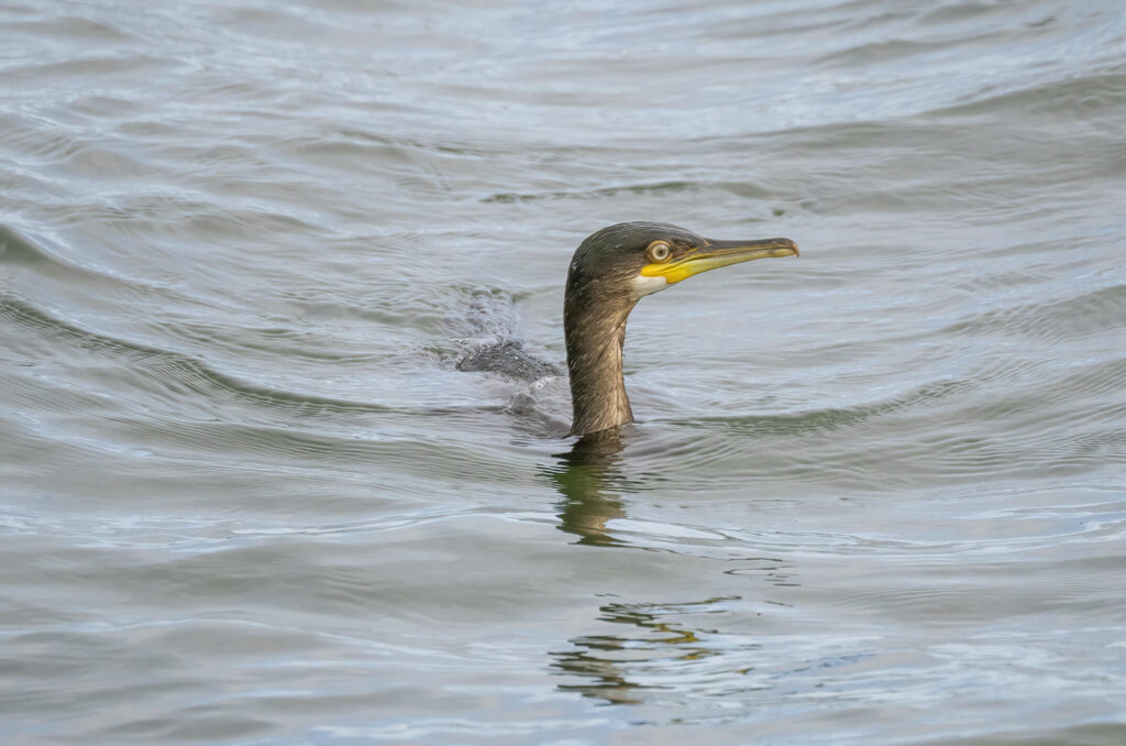 Photo of a shag swimming