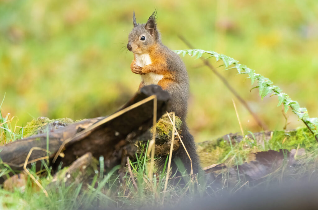 Photo of a red squirrel sitting on a log