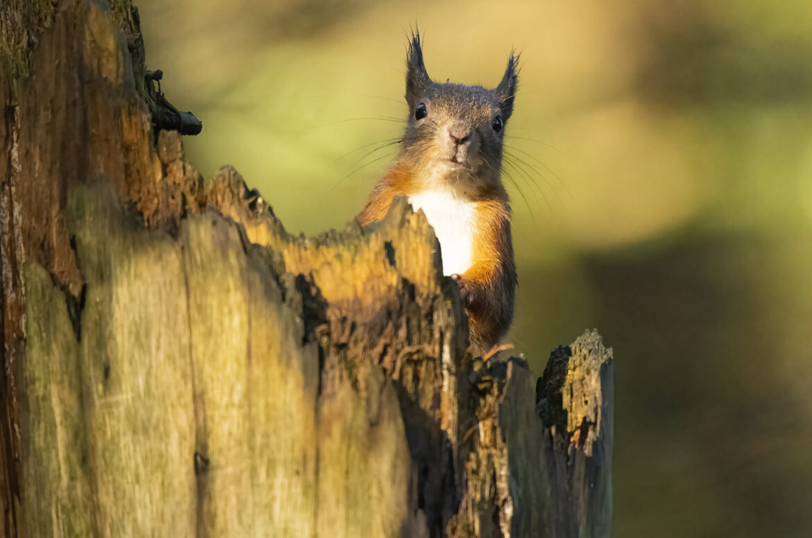 Photo of a red squirrel sticking its head up from behind a tree stump