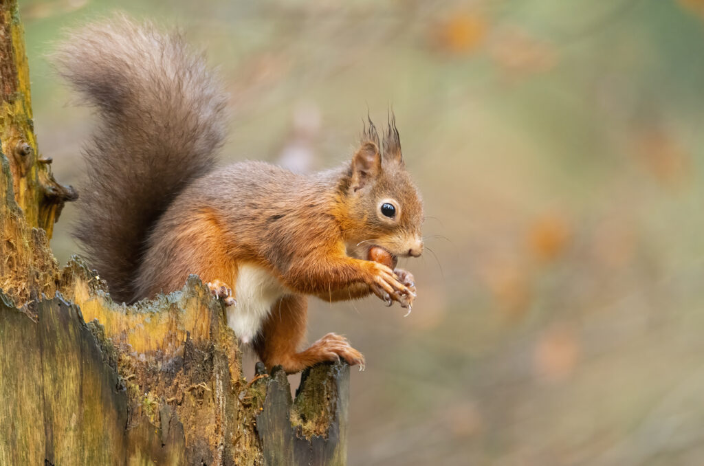 Photo of a red squirrel sitting on a dead tree stump eating a nut