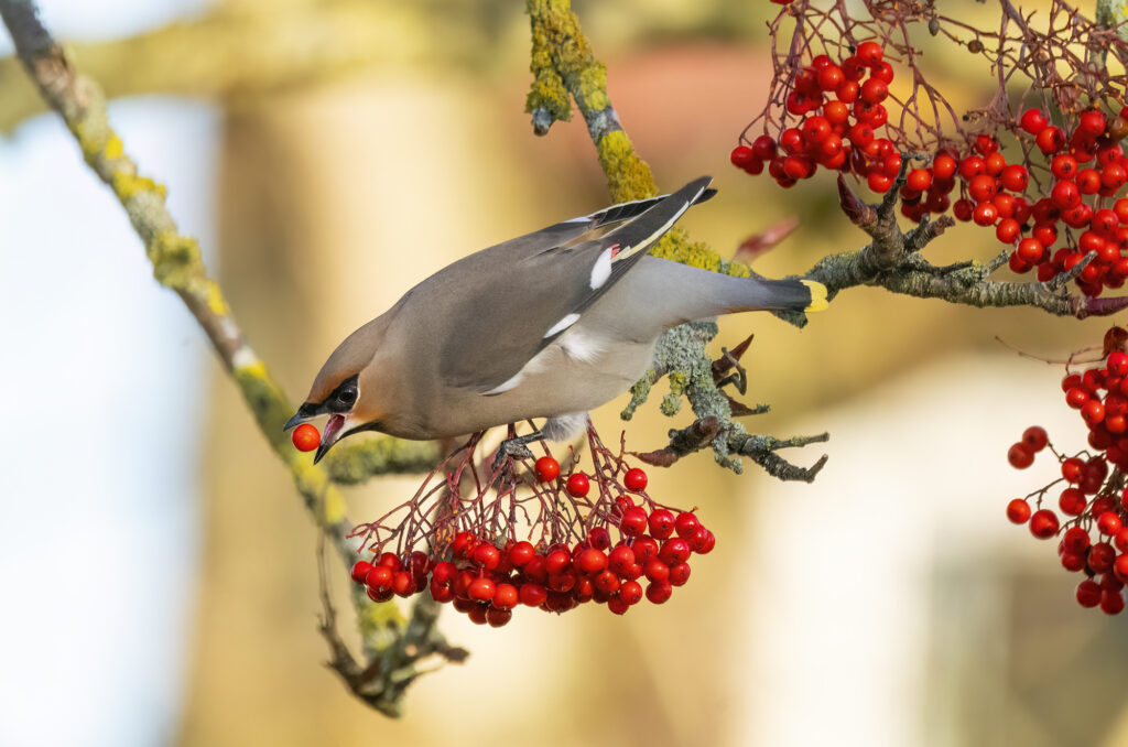 Photo of a bohemian waxwing throwing a rowan berry into its mouth