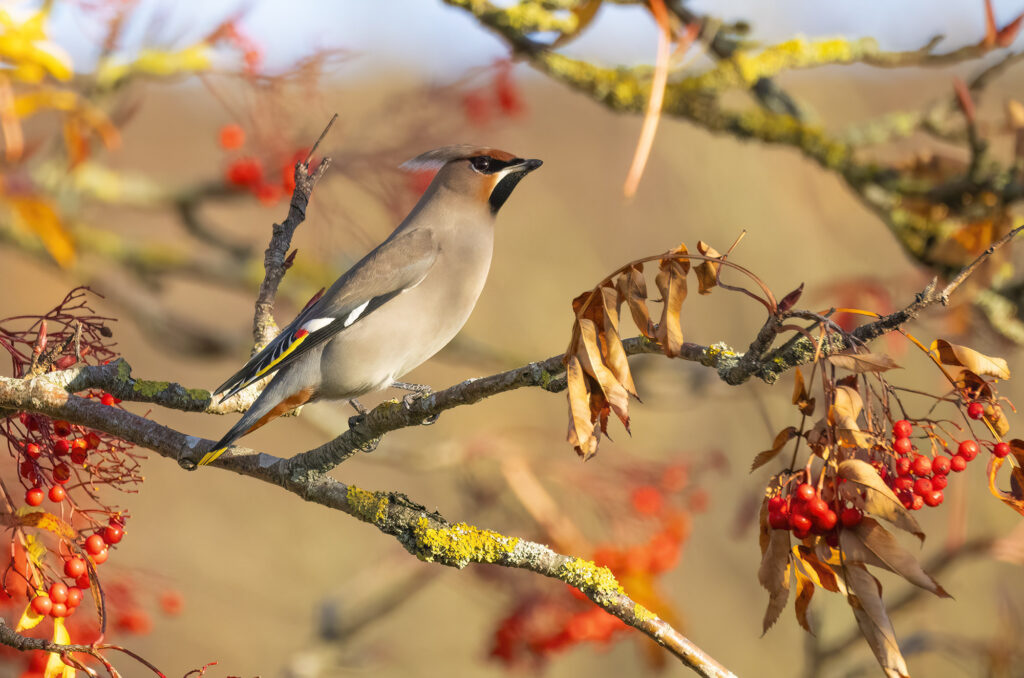 Photo of a bohemian waxwing perched on a tree branch with its crest slightly raised