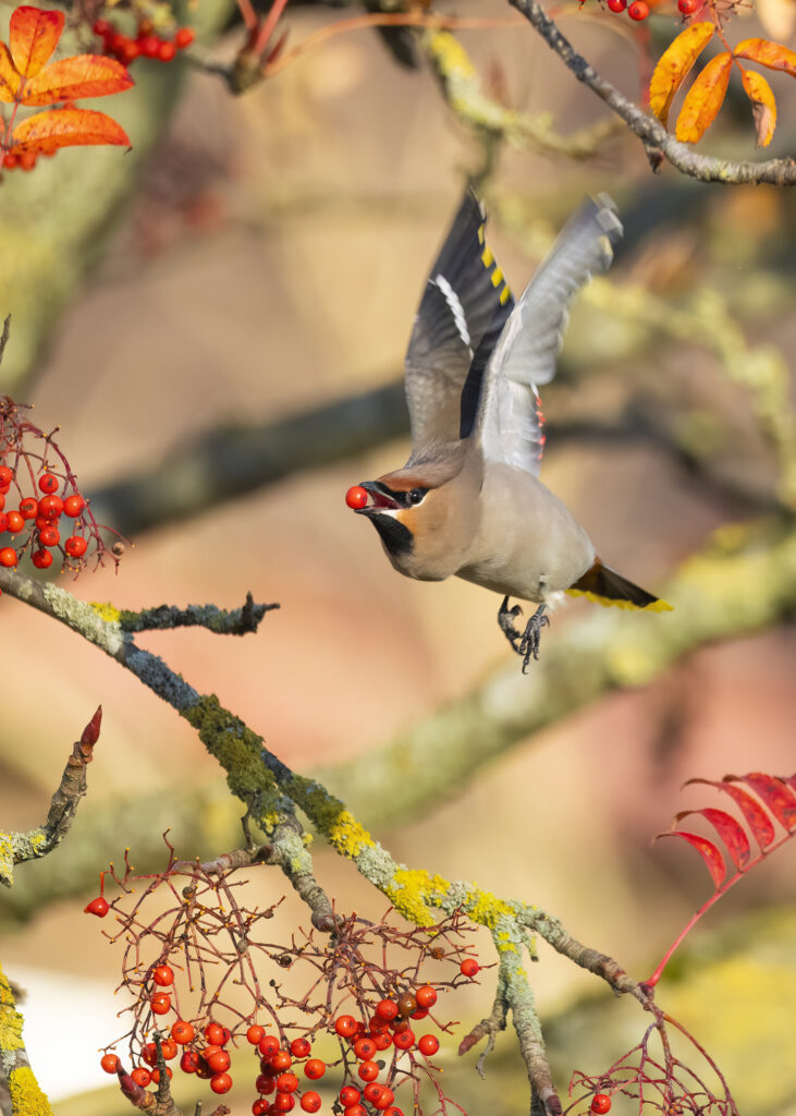 Photo of a bohemian waxwing flying with a rowan berry in its beak
