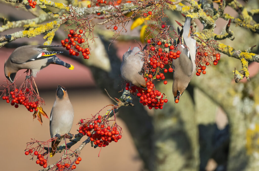 Photo of four waxwings in a rowan tree eating berries