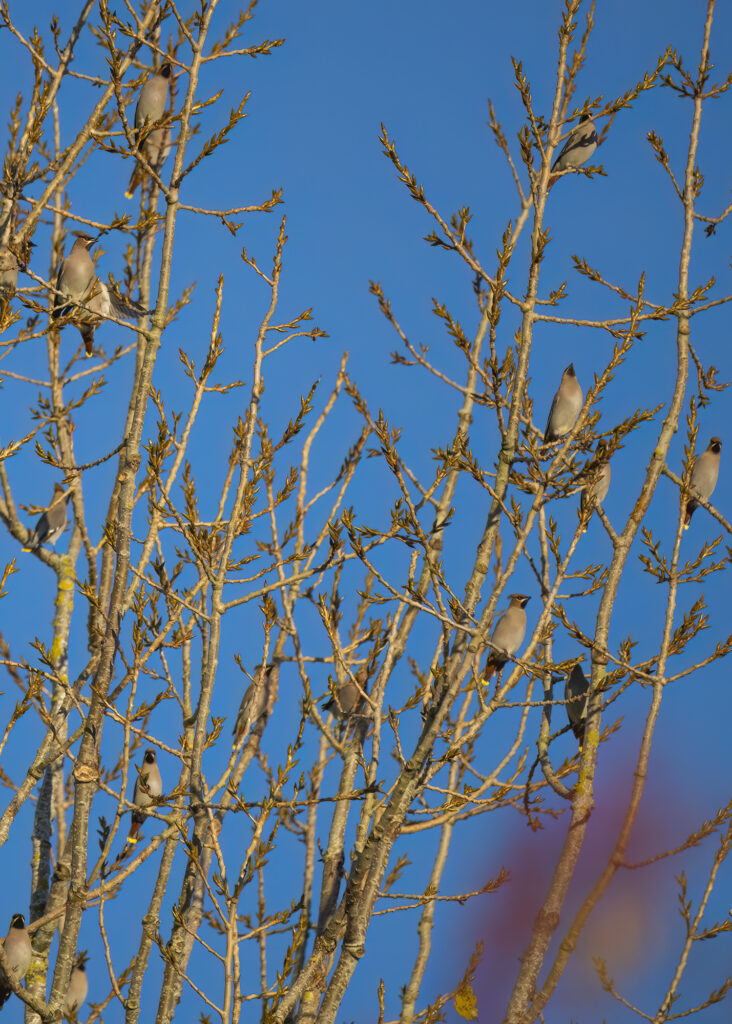Photo of a flock of bohemian waxwings perched in a tall tree