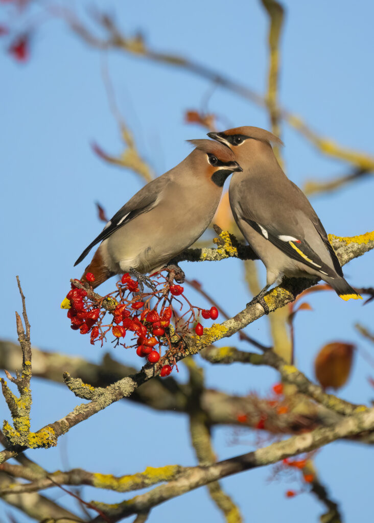 Photo of two bohemian waxwings perched in a rowan tree