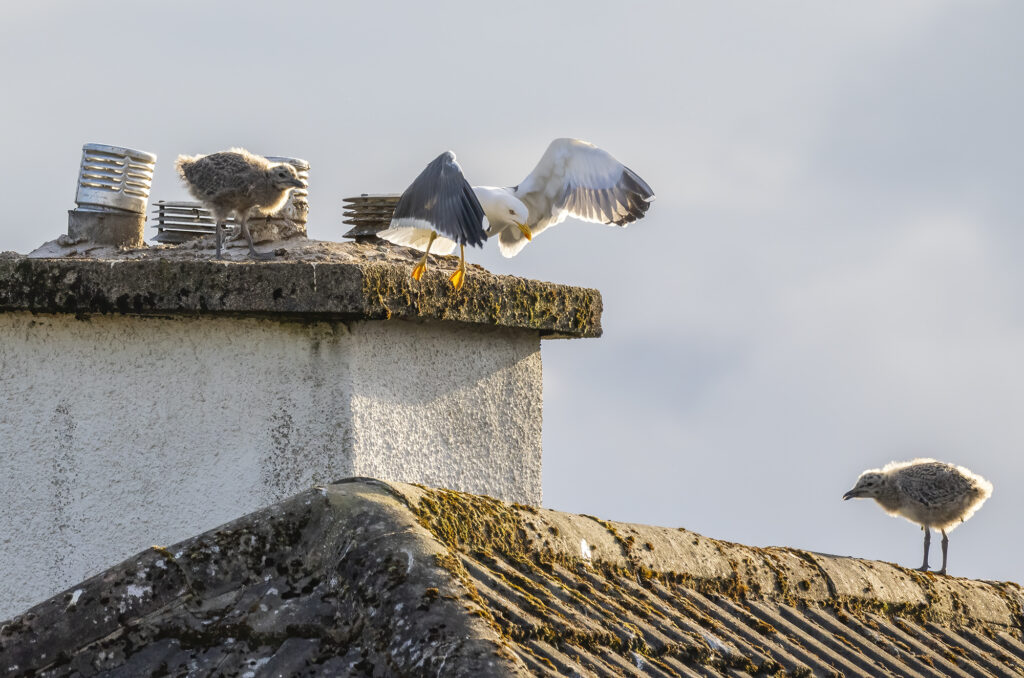 Photo of two lesser black-backed gull chicks and an adult on the roof of an urban home
