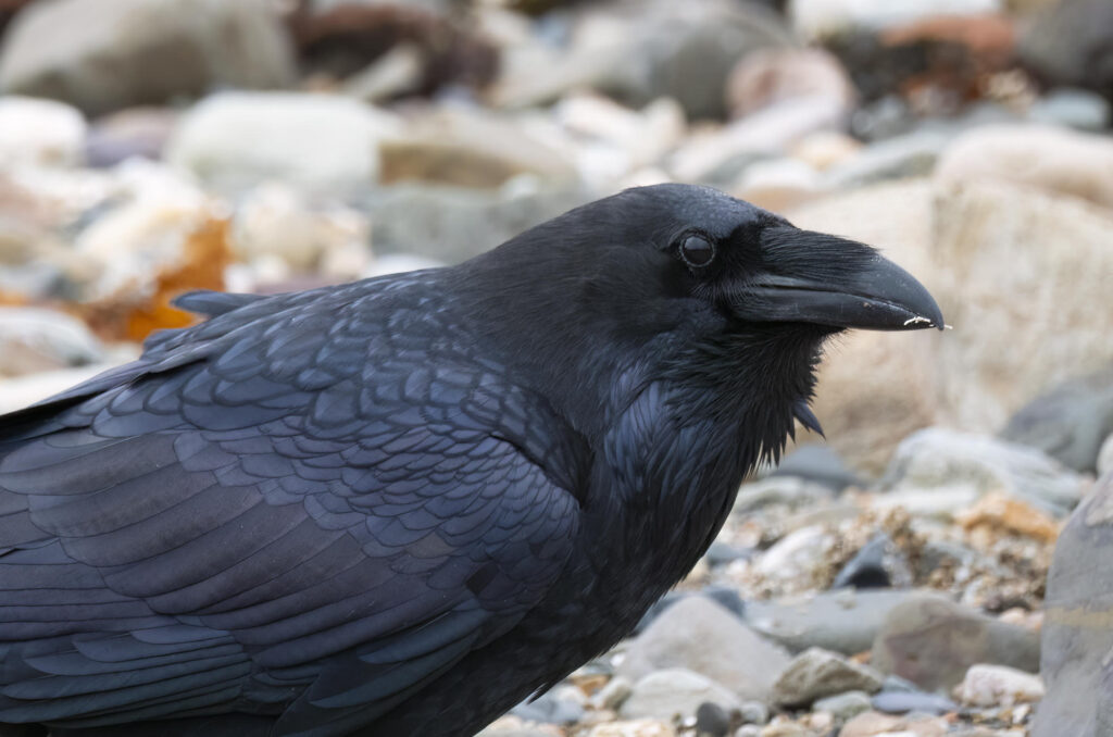 Photo of a raven perched on a rocky shore