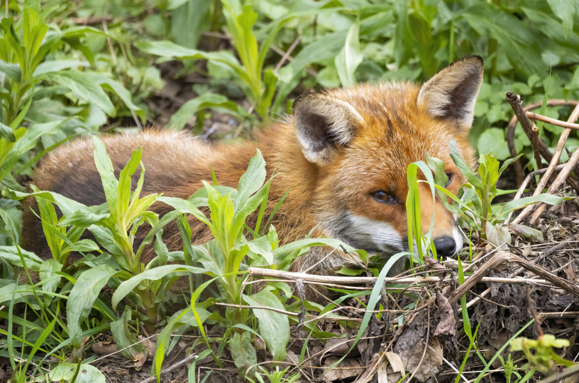 Photo of a red fox lying down on a grassy bank