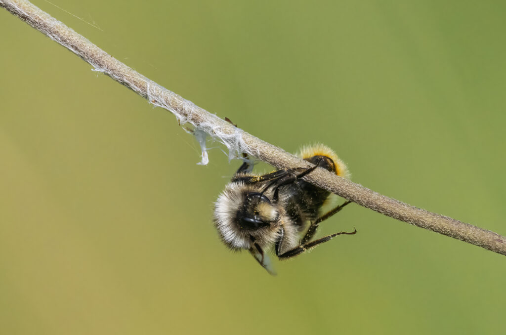 Photo of a male red-tailed bumblebee hanging onto a plant stem
