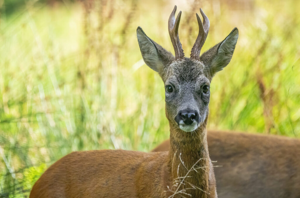 Photo of a roe deer buck with the back of another deer in the background