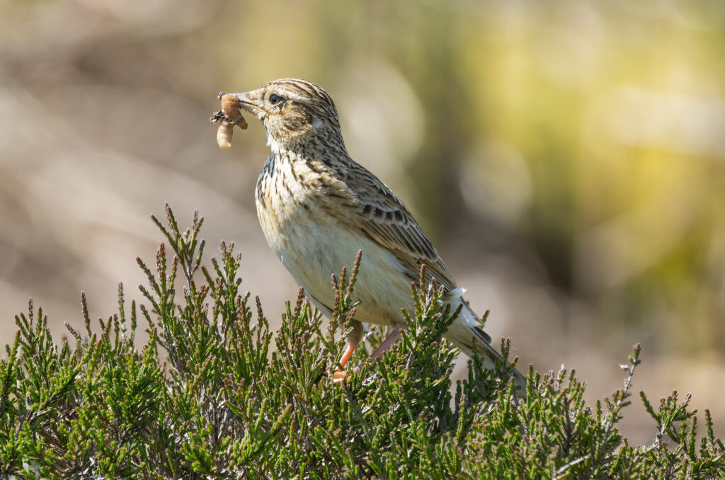 Photo of a skylark perched on a heather-covered rock with a caterpillar in its beak