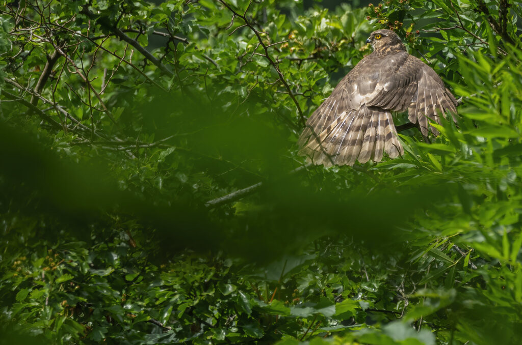 Photo of a juvenile sparrowhawk perched in a tree with wings outstretched