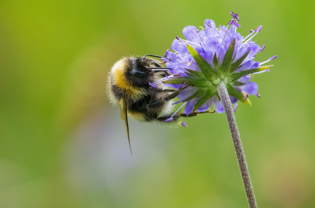 Photo of a white-tailed bumblebee on a flower